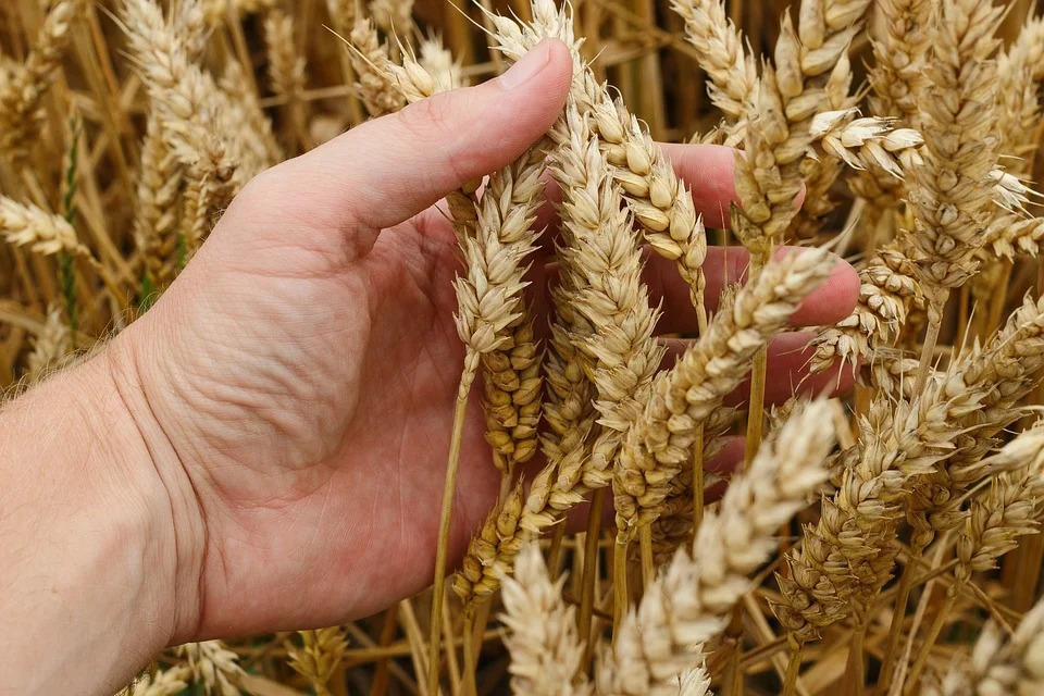 wheat-1530321_960_72.jpg