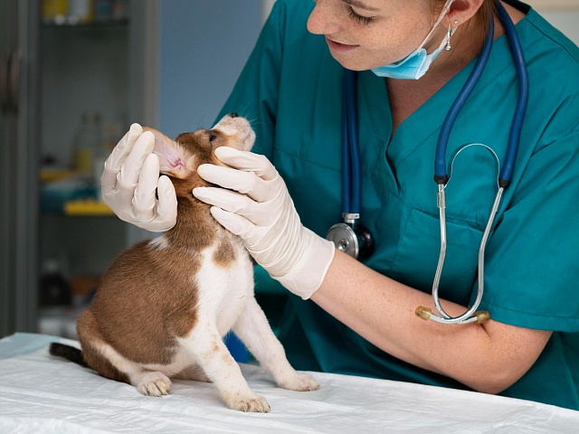 Чем и как лечат домашних питомцев?